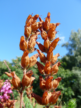 Fleurs formant des grelots allongés et à la couleur purpurine régulière, majoritairement tournées du même côté. Agrandir dans une nouvelle fenêtre (ou onglet)